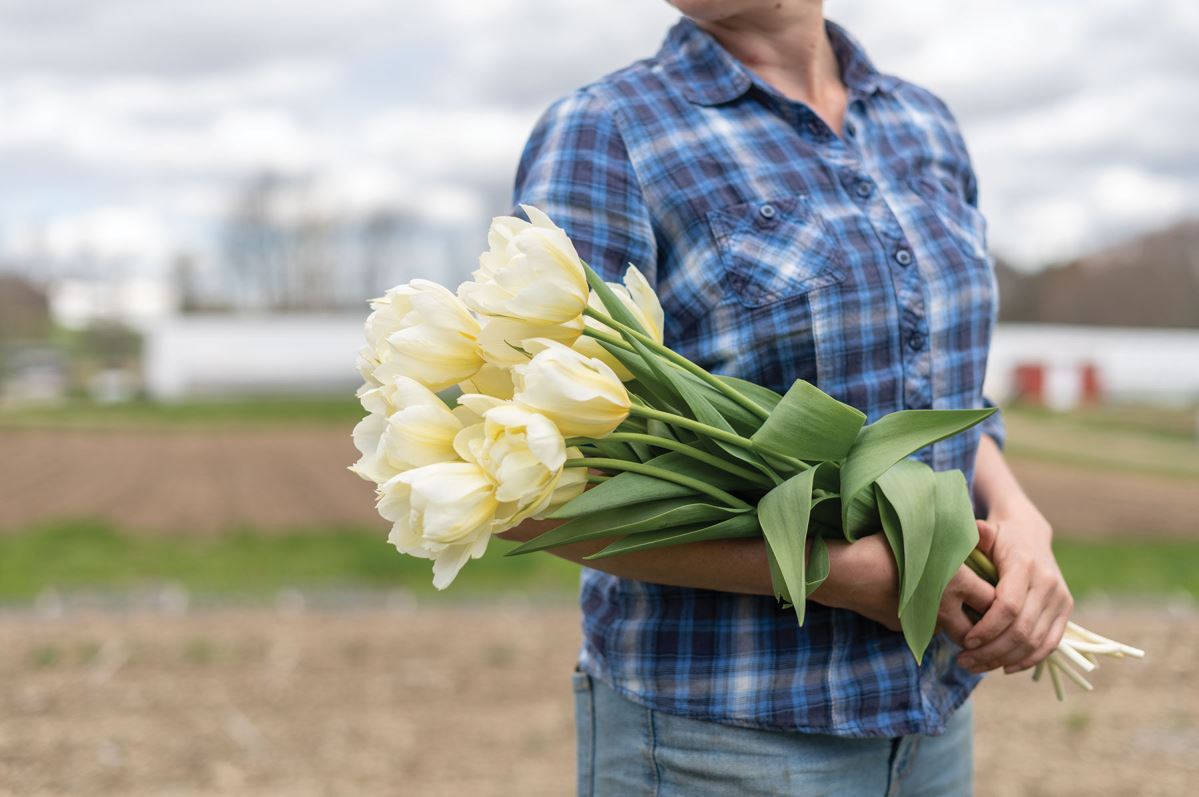 Exotic Emperor – Tulip