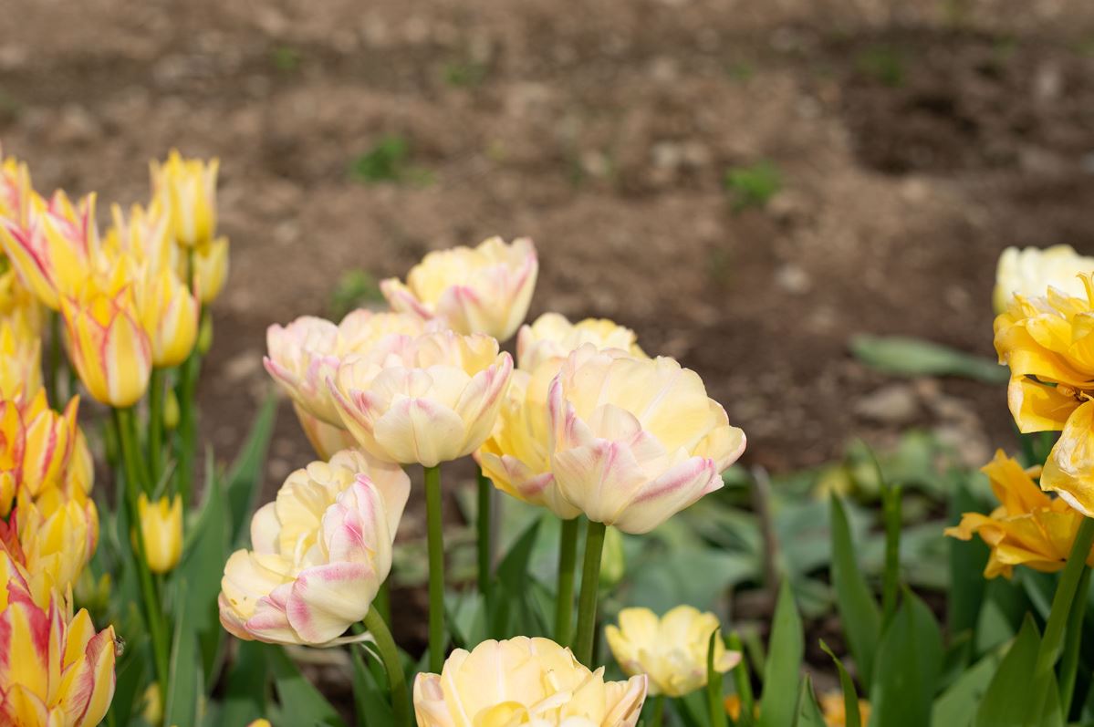 Creme Upstar – Tulip