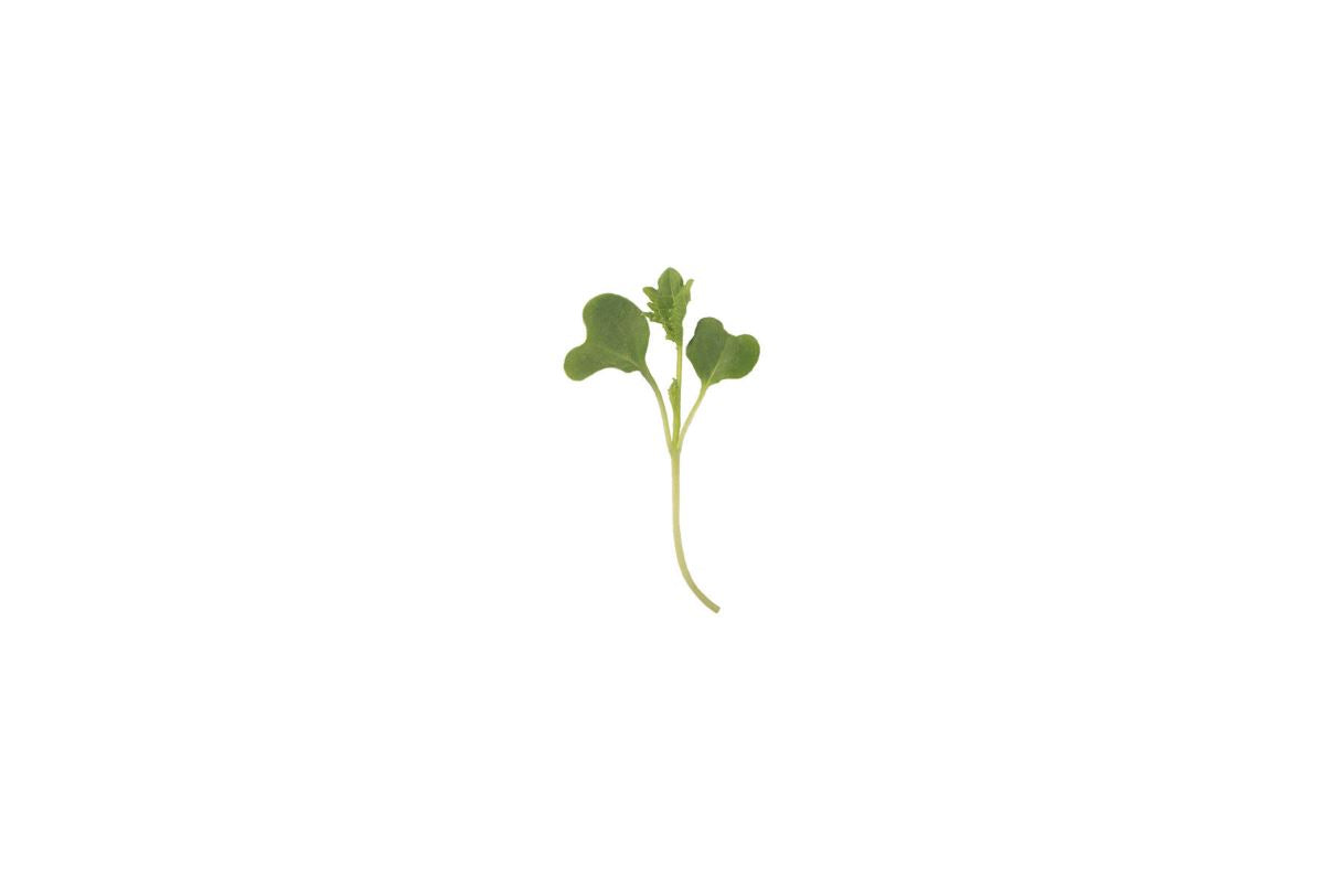 Kale, Bright Green Curly – Microgreen Seed