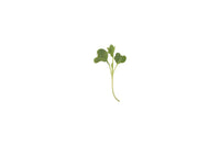 Kale, Bright Green Curly – Microgreen Seed