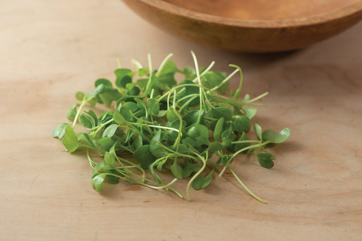 Kale, Bright Green Curly – Organic Microgreen Seed