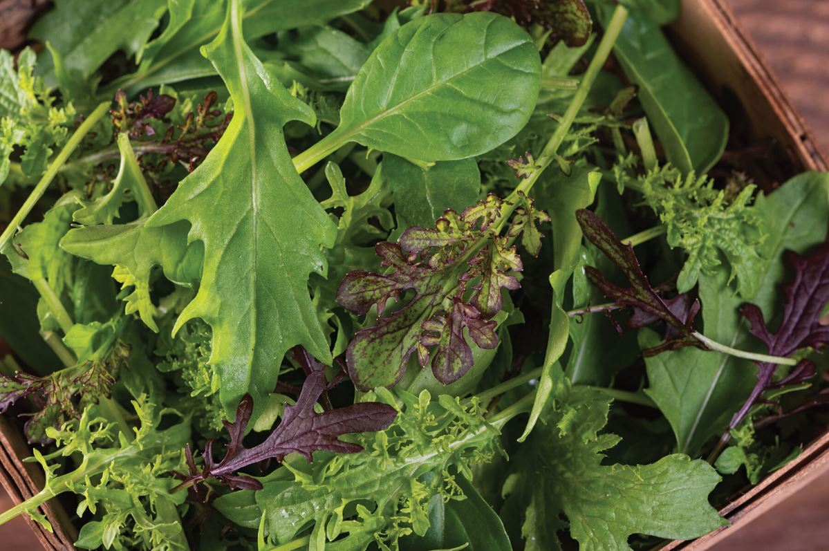 Frills Mix – Vegetable Seed