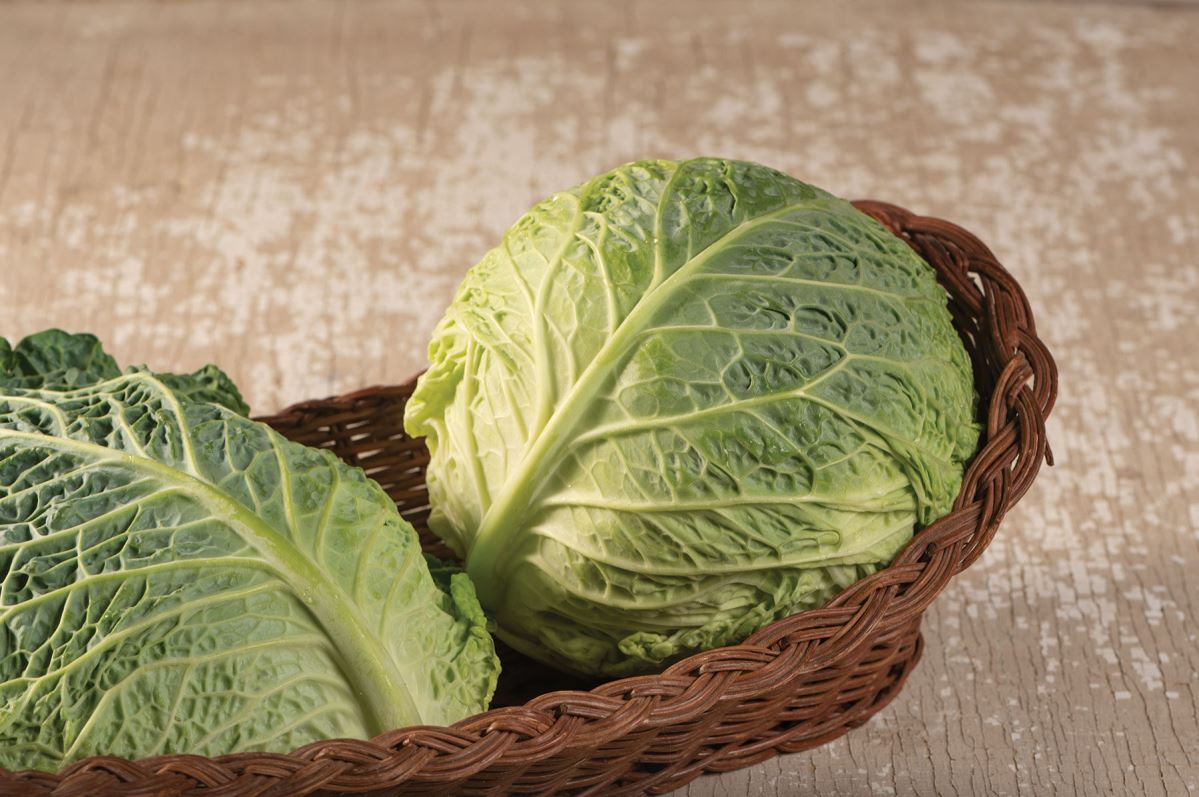 Clarissa – Cabbage Seed