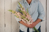 Costa Silver – Snapdragon Seed