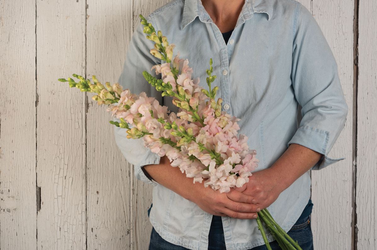 Costa Silver – Snapdragon Seed