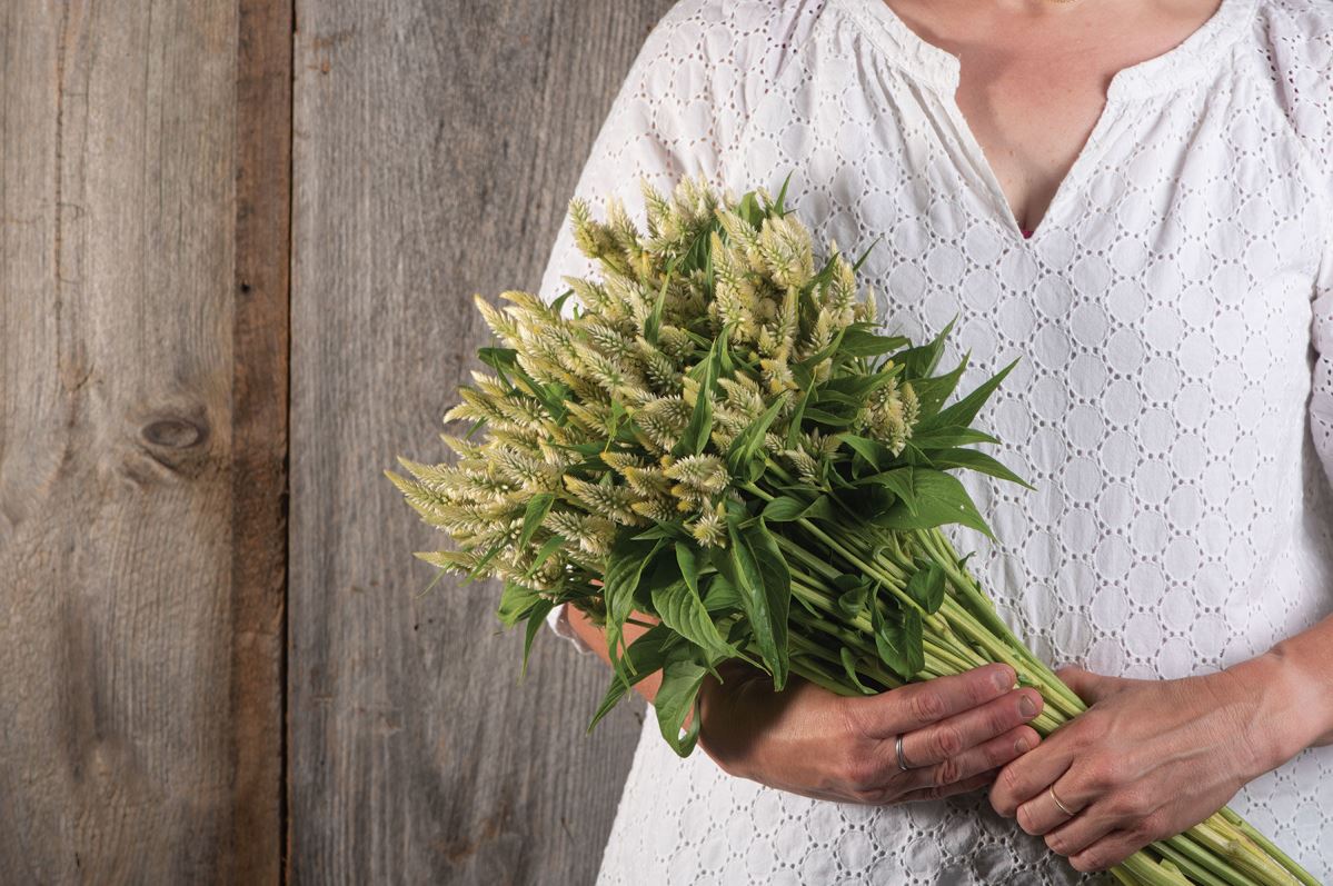 Celway? White – Celosia Seed