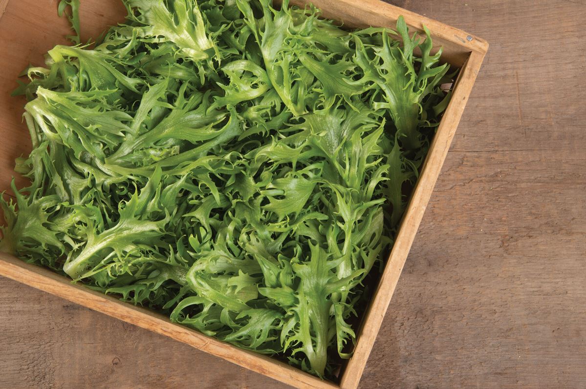 Frisygo – Lettuce Seed