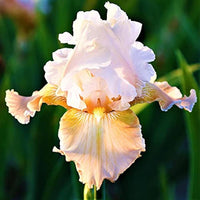 Champagne Elegance Reblooming Bearded Iris