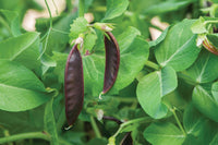 Royal Snow – Purple Snow Pea Seeds
