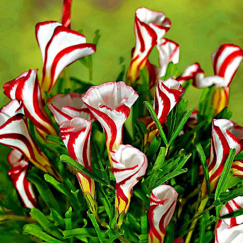 Oxalis Versicolor Candy Cane Sorrel Seeds for Home Garden Bloomi
