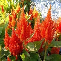 Orange Celosia Flower Seeds, Heirloom, Non-GMO Seeds for Planting