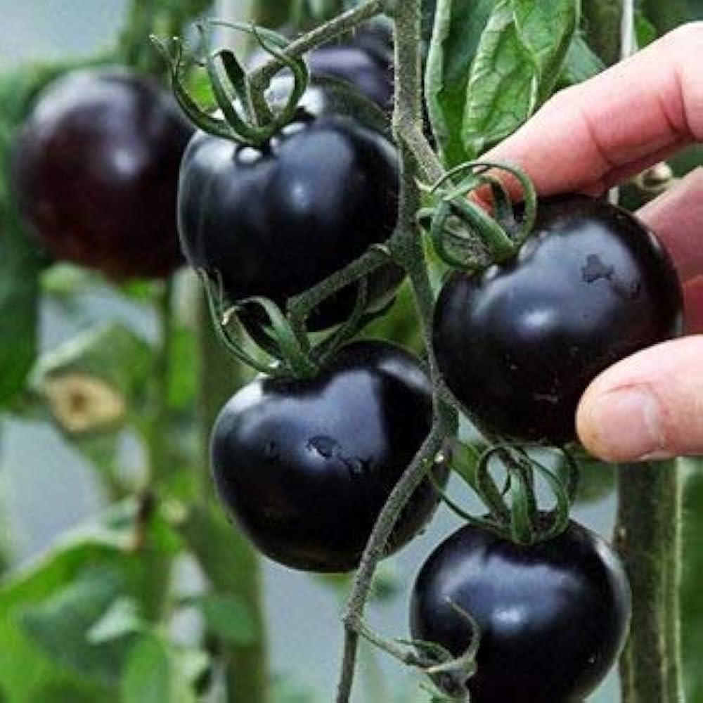Black cherry tomato plant grown from organic seeds with small dark red-purple fruits and rich taste