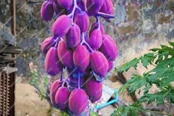 Purple Papaya Fruit Seeds for Planting - Rare Purple Papayas with Unique Flavor, Heirloom Seeds