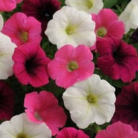 Petunia (flower Petunia hybrida Shock Wave Volt Mix pelleted) for planting in garden
