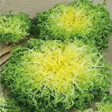 Endive Lettuce Curly Frisee Seeds for Planting heirloom & Non-GMO Seeds