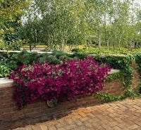 Patio Potted Flower Seeds – Heirloom Non-GMO Seeds for Colorful and Compact Container Gardening - Potted for planting in home garden