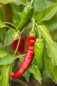 Cayenne Vegetable Seeds for Planting, 100 pcs