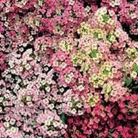 Heirloom Sweet Alyssum Flower Seeds for Planting, Non-GMO