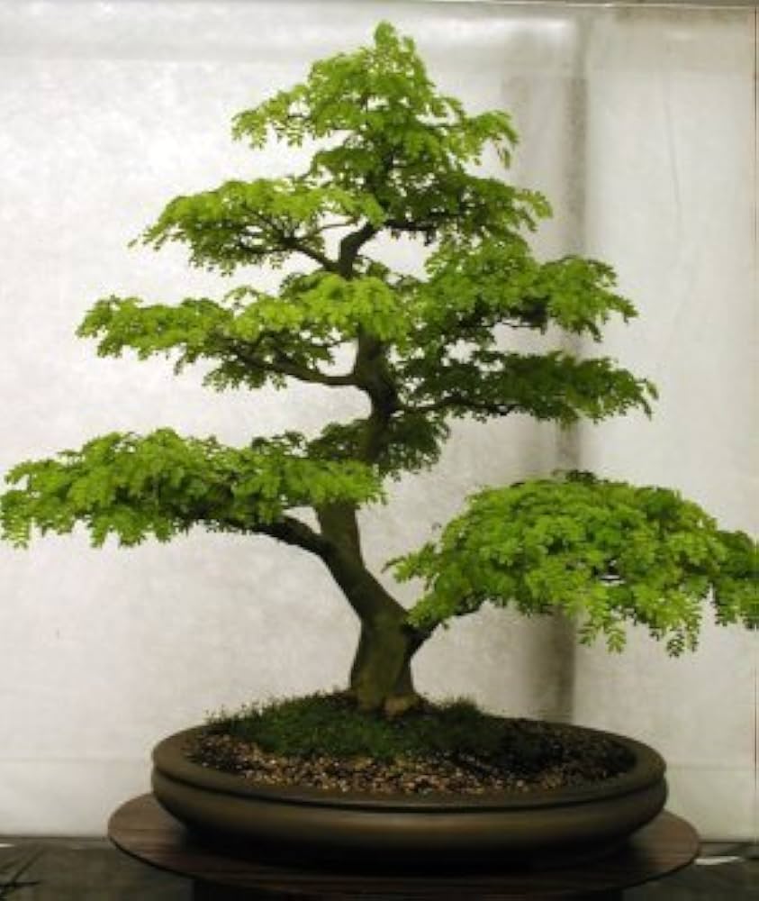 Flower seeds mix for DIY bonsai projects with various colorful blooms, includes free shipping