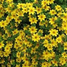 Yellow Bur Marigold Flower Seeds – Heirloom Non-GMO Seeds for Garden Planting
