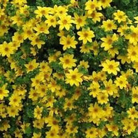Yellow Bur Marigold Flower Seeds – Heirloom Non-GMO Seeds for Garden Planting
