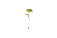 Radish, Red Stem – Microgreen Seed