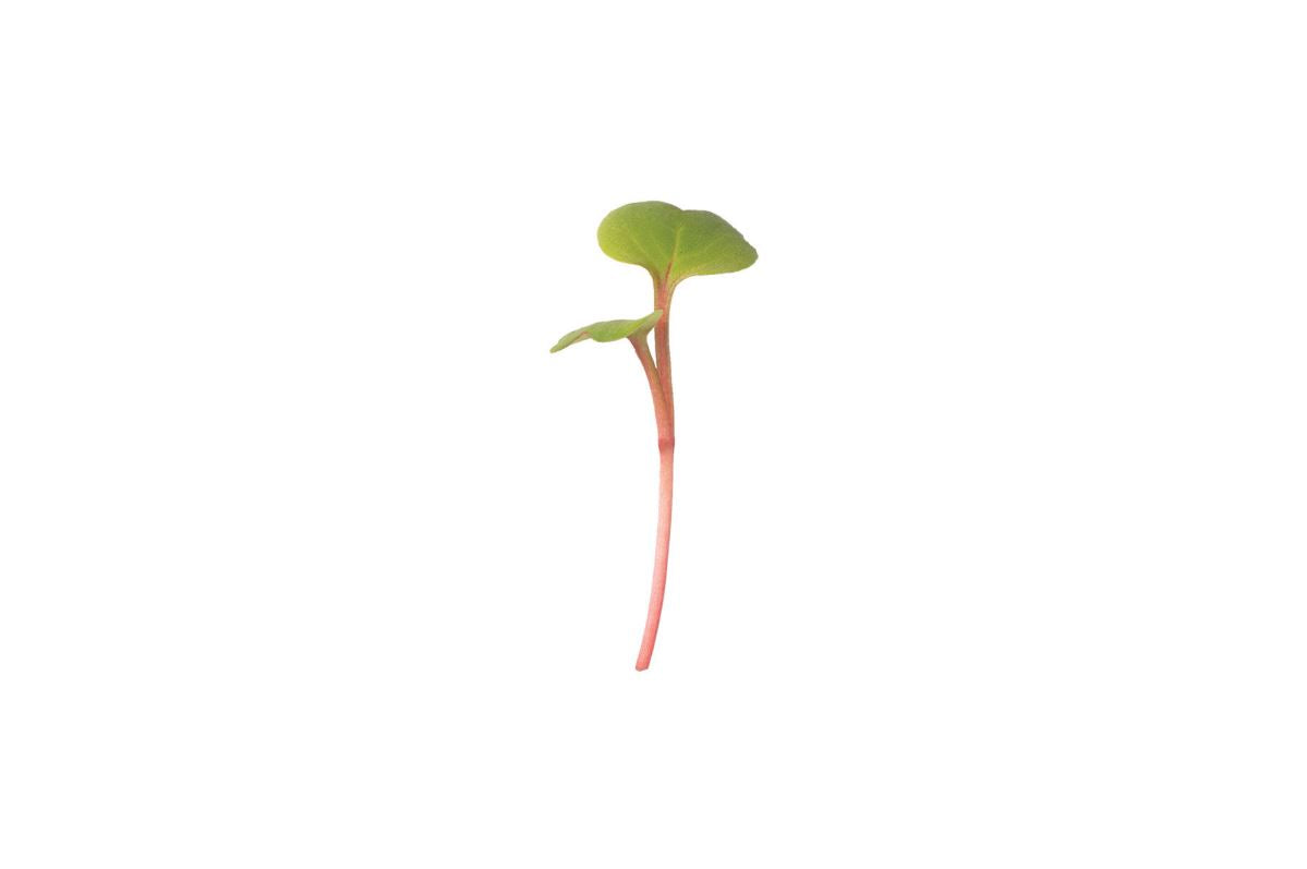 Radish, Red Stem – Microgreen Seed