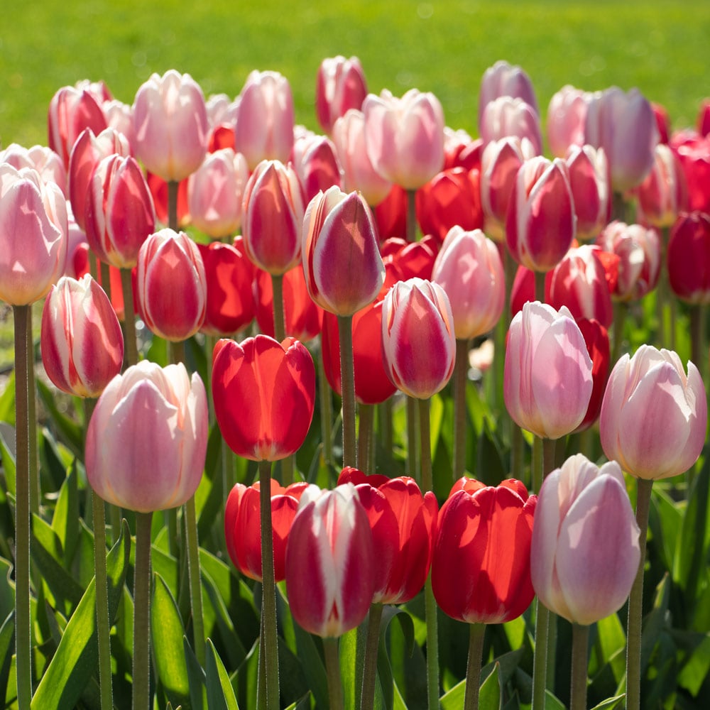 Perennial Delight Tulip Mixture Seeds