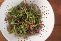 Chard and Beet, Rainbow Sprinkles Mix – Microgreen Seed