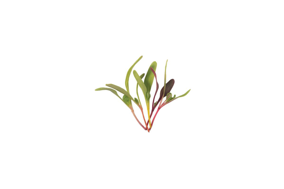 Chard and Beet, Rainbow Sprinkles Mix – Microgreen Seed