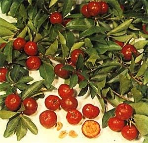 Red Malpighia Glabra Fruit Seeds for Planting and Cultivation - Heirloom Seeds for your Home Garden