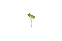 Radish, Purple Stem – Organic Microgreen Seed