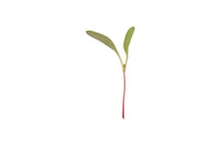 Chard, Pink Stem – Organic Microgreen Seed