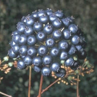 Black sarsaparilla Fruit Seeds