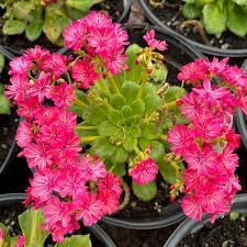 Heirloom Non-GMO Lewisia Flower Seeds for Planting – Drought-Tolerant Rock Garden Blooms - Non-GMO for planting in home garden