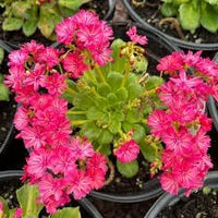 Heirloom Non-GMO Lewisia Flower Seeds for Planting – Drought-Tolerant Rock Garden Blooms - Non-GMO for planting in home garden