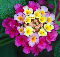 Mixed Rose & Lantana Heirloom Non-GMO Seeds for Planting