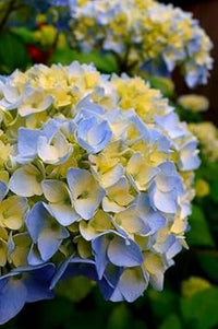 Organic Blue Yellow Hydrangea Flower Seeds for Planting – Heirloom, Non-GMO