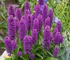 Majalis Flower Seeds Heirloom Non GMO Planting - 100