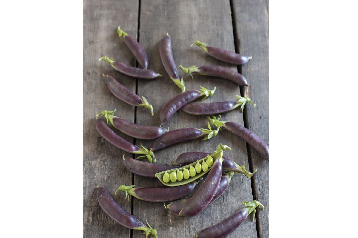 Royal Snap II – Purple Pea Seeds