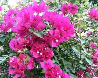 Bougainvillea Flower Seeds Heirloom Non GMO Planting - 100 for planting in home garden