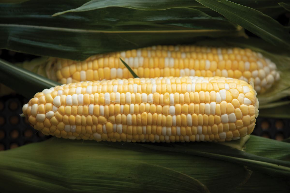 Signature XR – Corn Seed