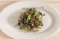 Radish, Confetti Mix – Microgreen Seed