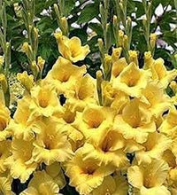 Gladiolus Flower Seeds Heirloom Non GMO Planting - 100