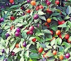 Filius Blue Pepper Seeds for Planting, 100 pcs