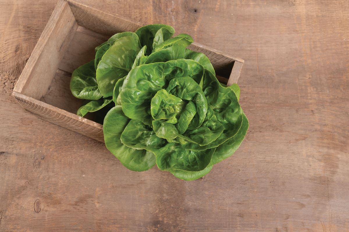 Little Gem – Organic Lettuce Seed