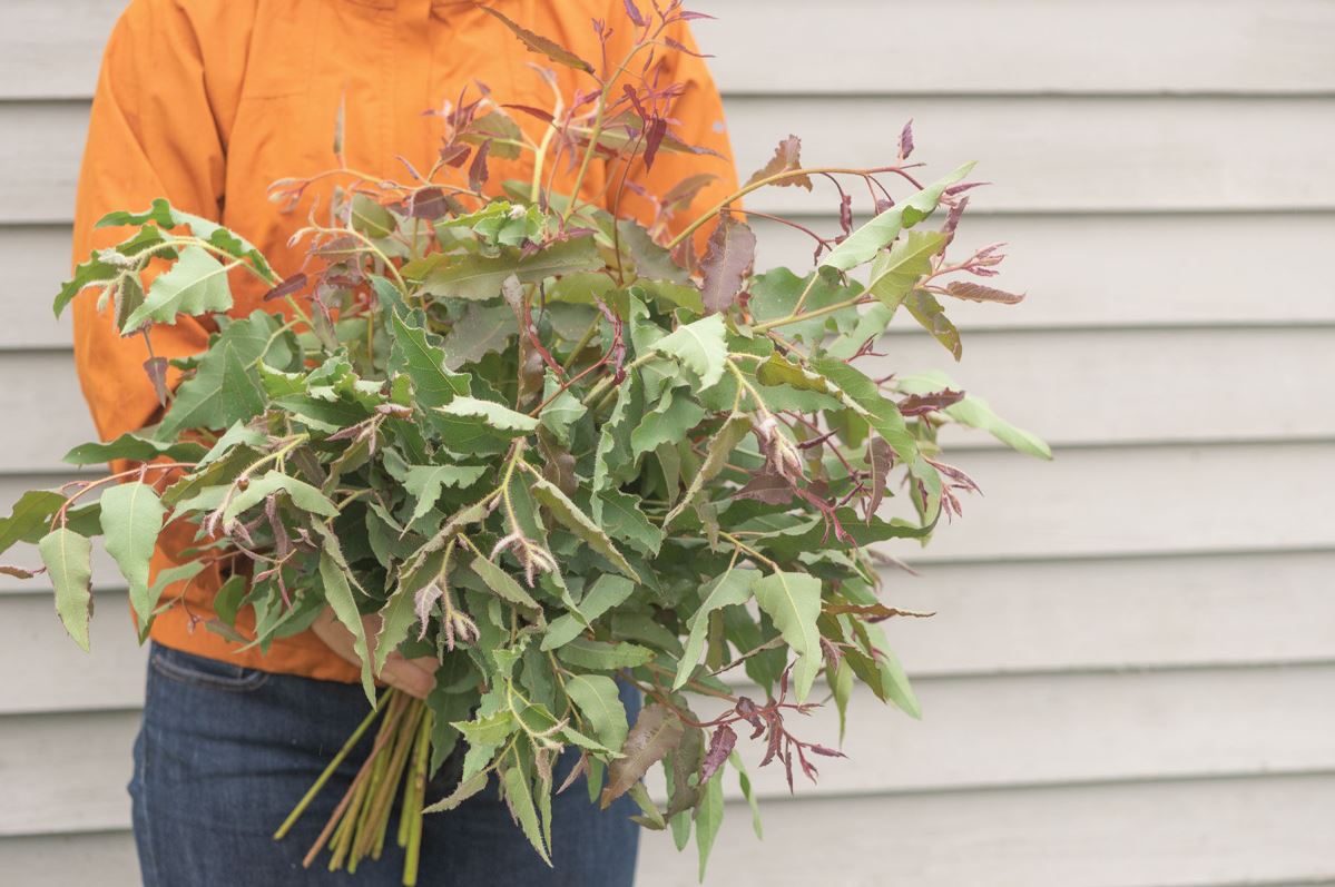 Lemon Bush – Eucalyptus Seed