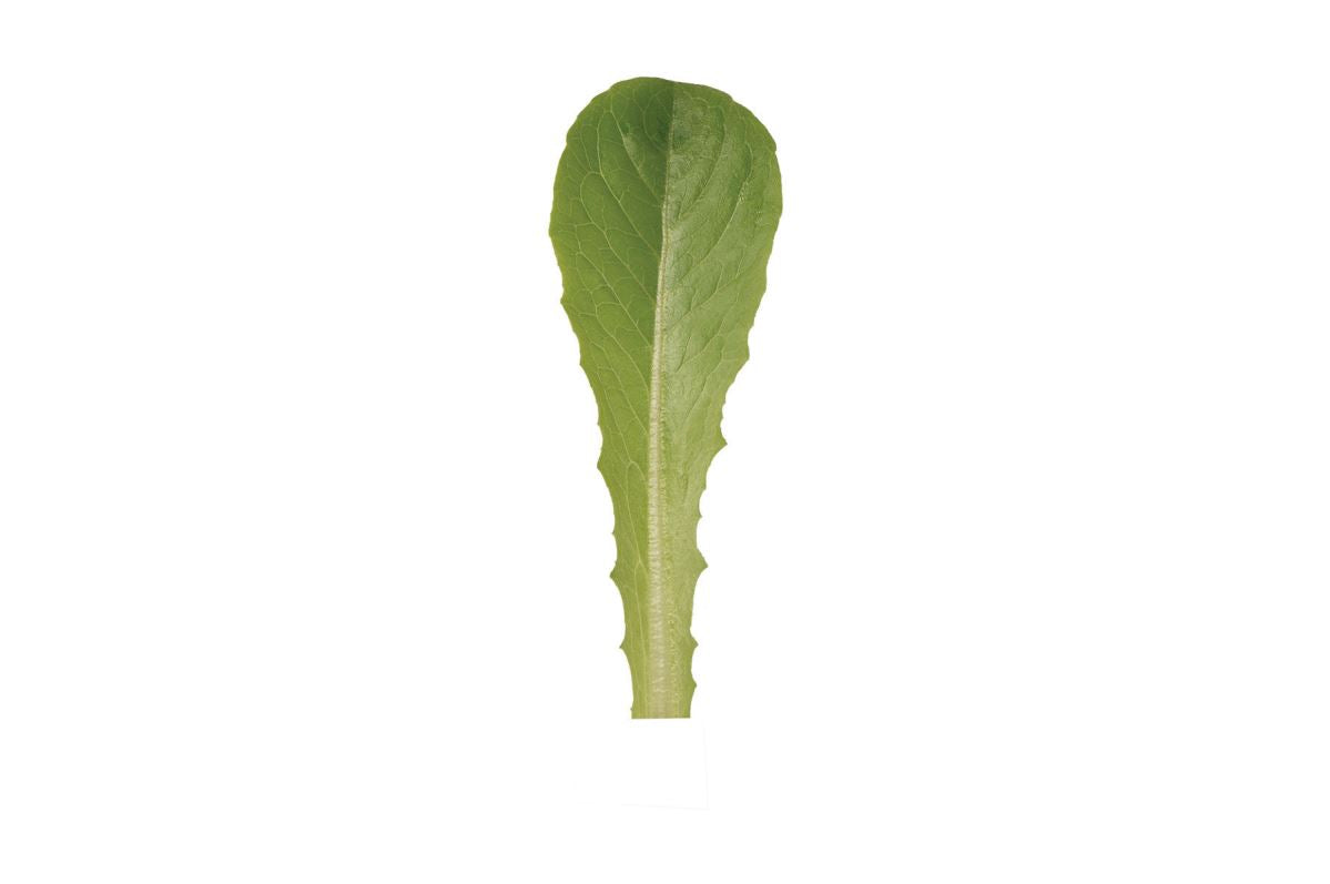 Pensacola – Organic Lettuce Seed