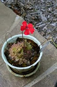 Red Butterwort Flower Planting Seeds 100 pcs