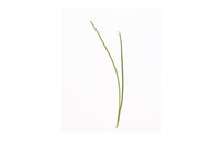Scallion – Organic Microgreen Seed